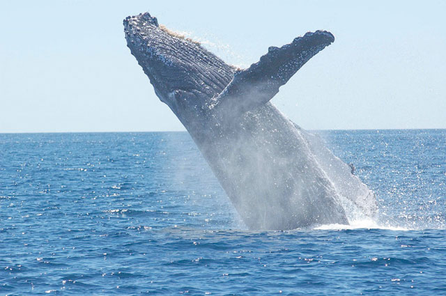 Blue whale spotted in historic appearance in Aqaba | Jordan Times