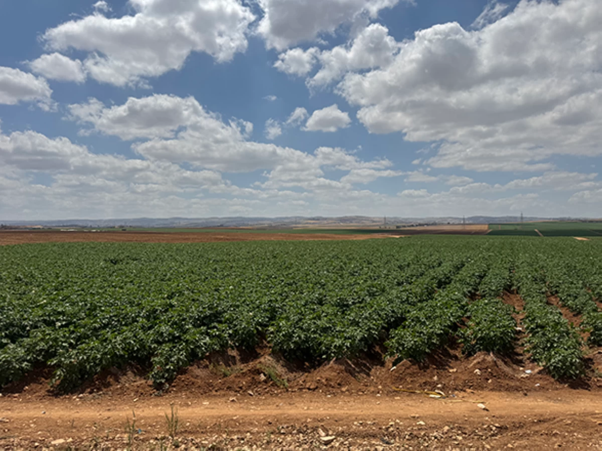 A recent photo of a farm in Irbid, 80 kilometres north of Amman. The Agriculture Ministry on Sunday says that the added value of the sector’s production has reached JD1.691 billion, registering a 9 per cent growth rate (Photo by Issa Mubaidin)
