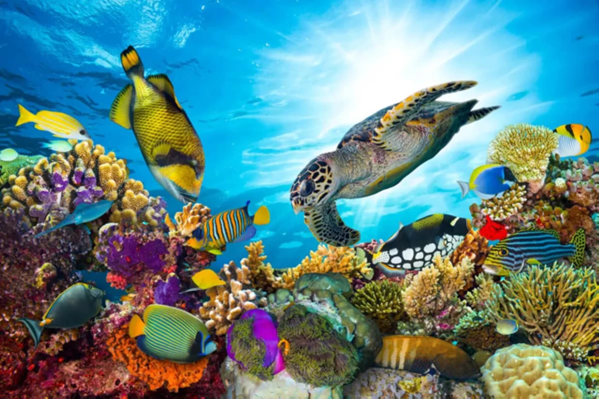 The Aqaba Marine Reserve, established in 2020 under Royal directives, aims to protect the region’s coral reefs and diverse ecosystems while promoting environmental awareness and ensuring the sustainable use of marine and terrestrial resources (File photo)