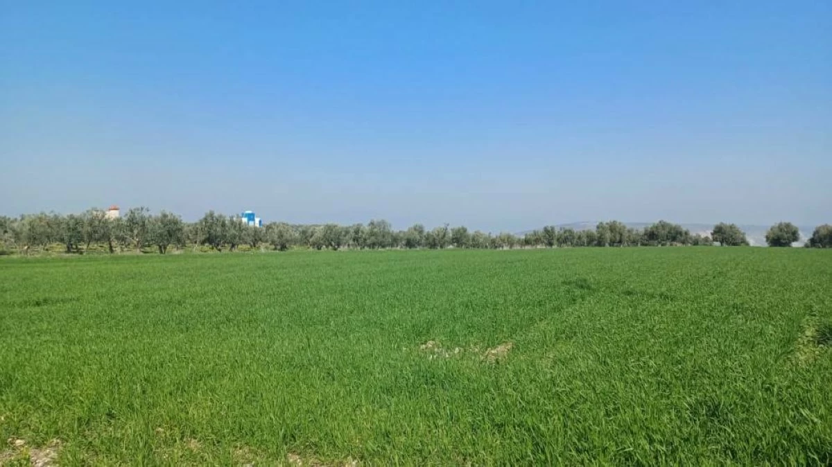 A field in Irbid’s Bani Kenanah District during spring time
(Al Mamlaka photo)