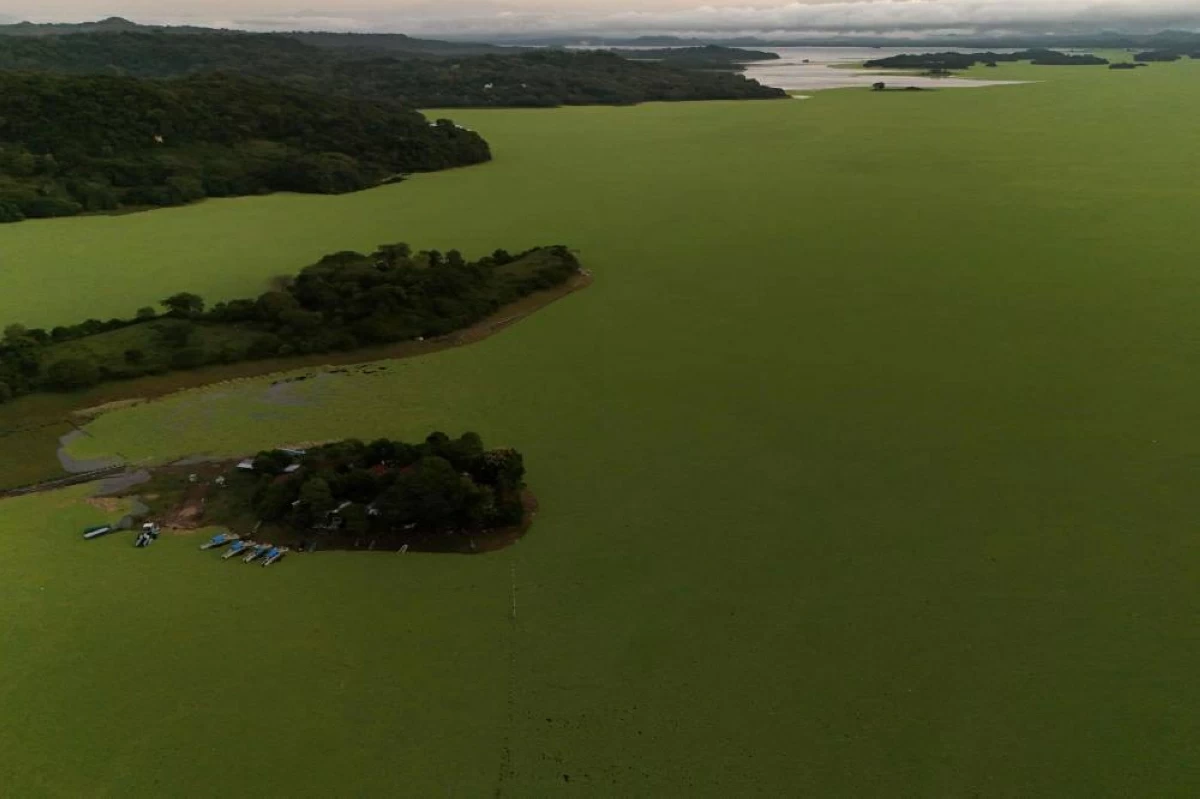 This aerial view shows the Lake Suchitlan covered by a species of aquatic plant (Pistia stratiotes) in Suchitoto, El Salvador, on Tuesday (AFP photo)