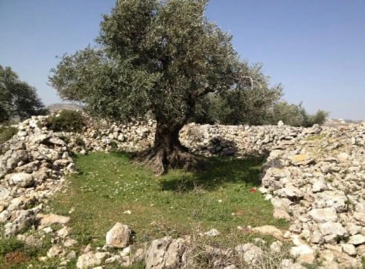 Khirbet Qarqafa 
(Photos courtesy of Hamza Aqrabawi)