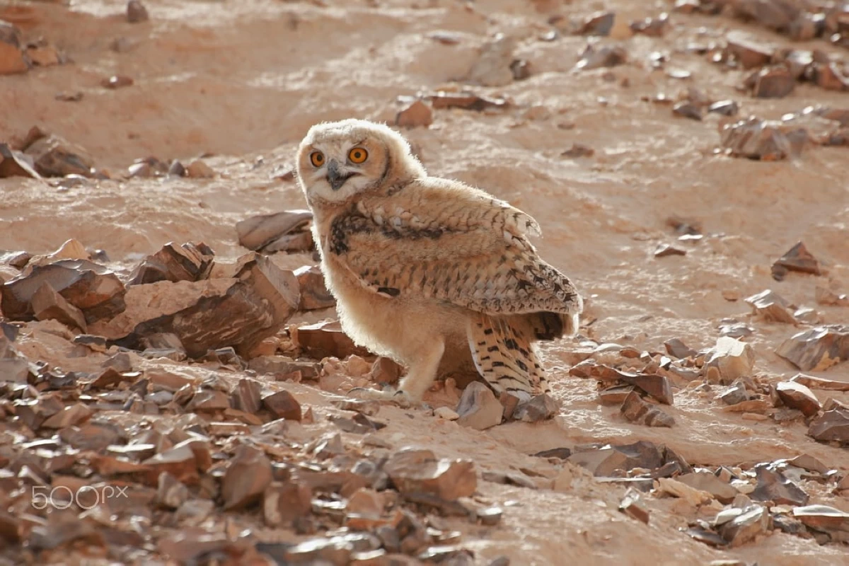 Despite their ecological importance, large owls such as the Eurasian and Pharaoh Eagle Owls continue to be persecuted because of lingering beliefs that they bring misfortune (photo of Jordan BirdWatch)