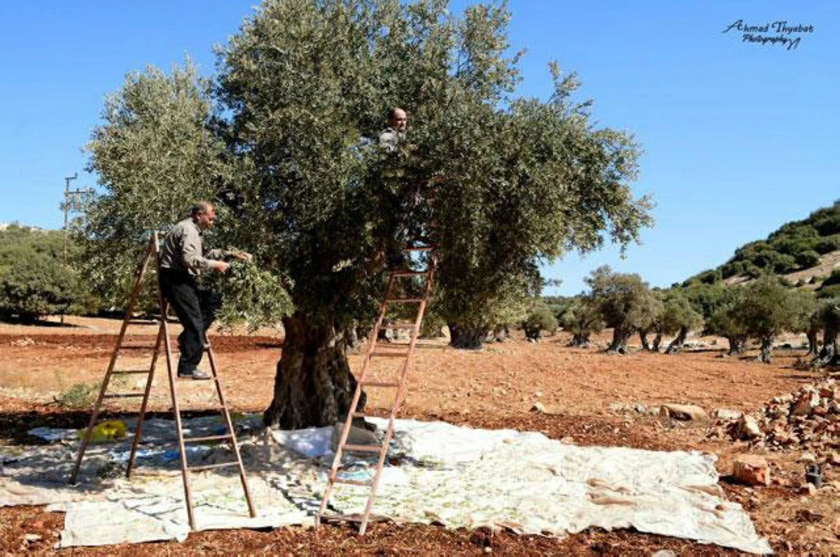 The Ministry of Agriculture on Sunday hosts a consultative meeting to review olive oil prices and production levels for the current season amid market challenges (File photo)