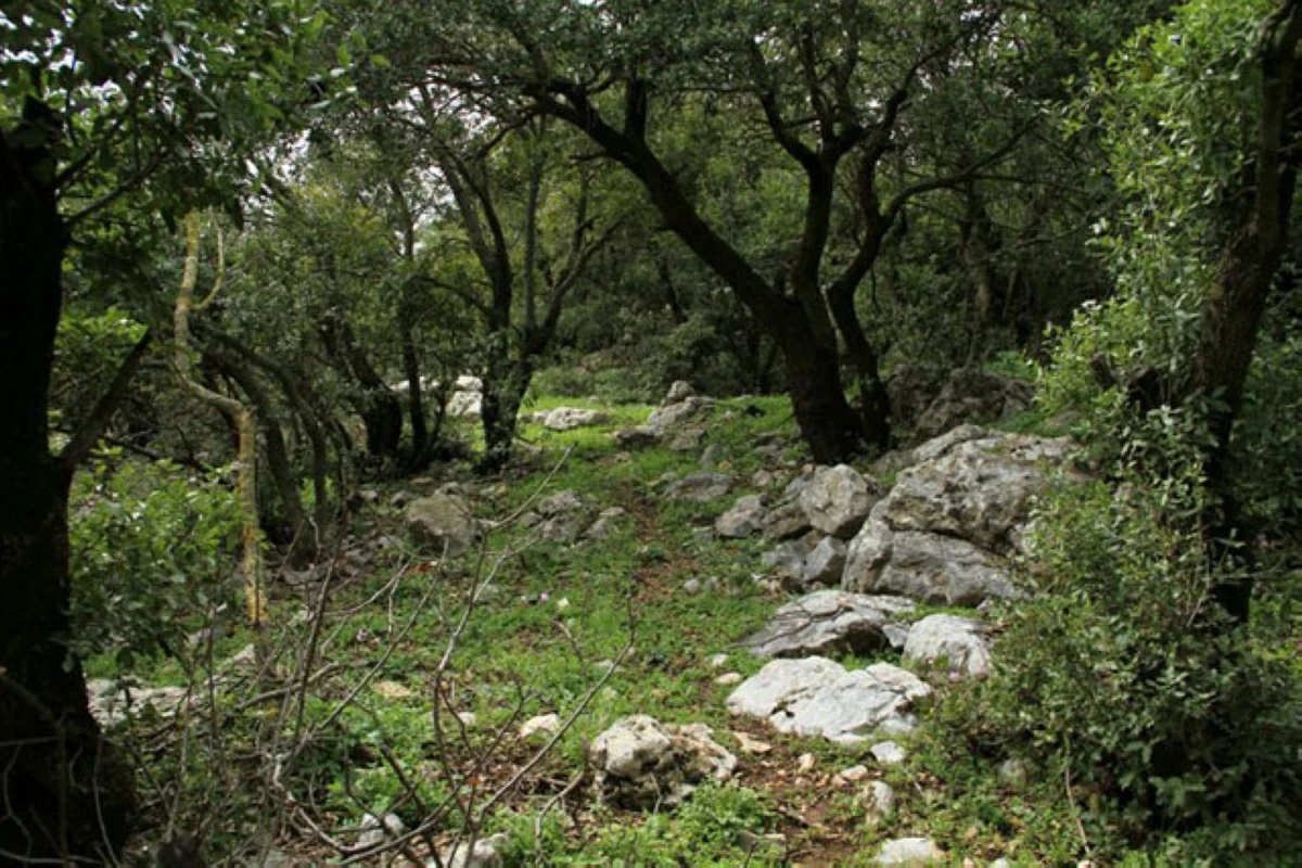 The agreement is part of national efforts to expand green cover and mitigate the impacts of climate change (File photo)