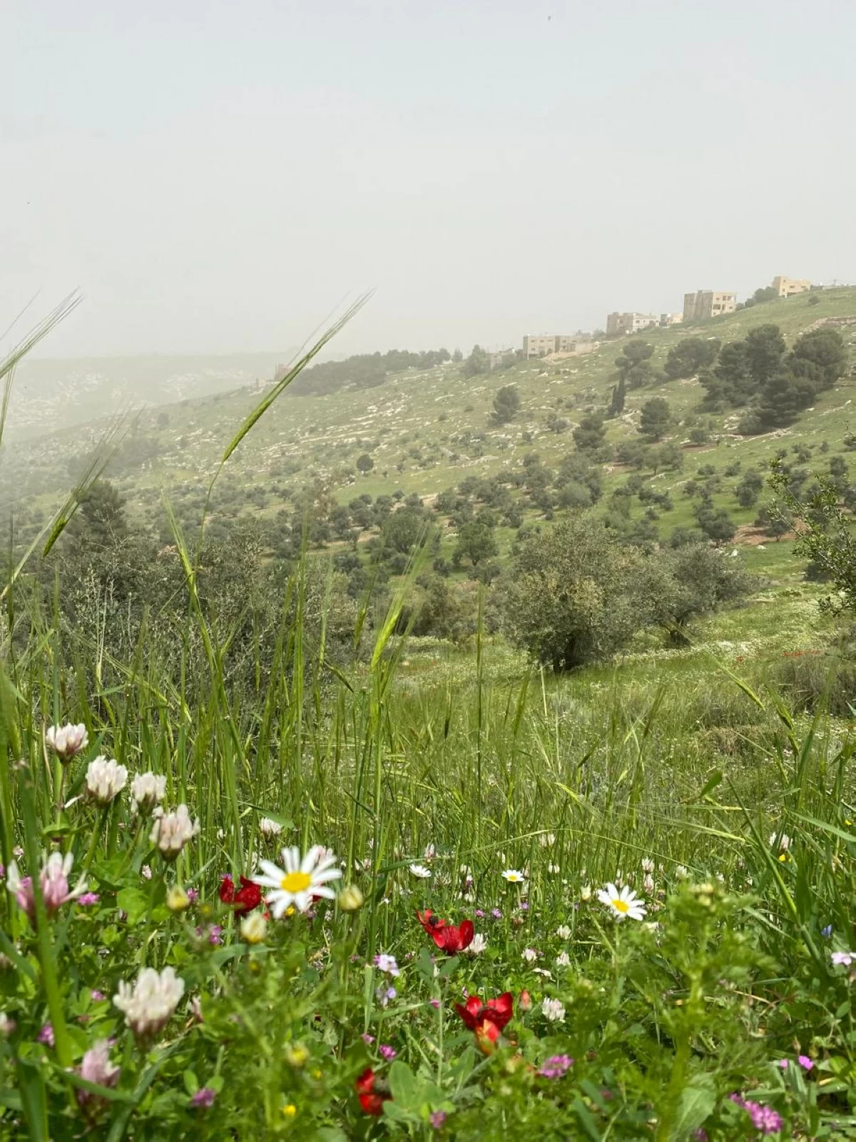 Biodiversity rebounds in Jordan as rainfall boosts forests, rangelands — officials