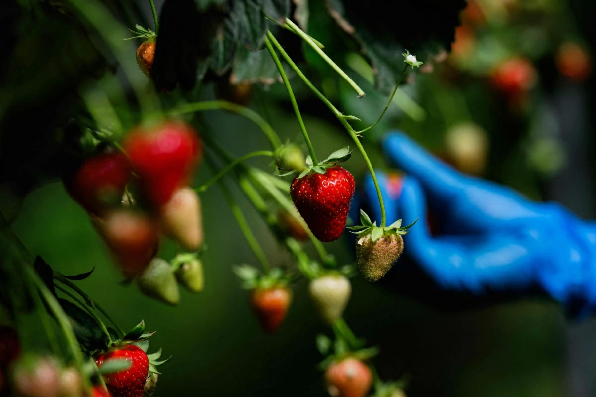 An employee of the "Alpes-Coccinelle" fruit and vegetable producer picks strawberries in one of the company's greenhouses in Ville-sous-Anjou, south-eastern France on May 21, 2026 (AFP photo)