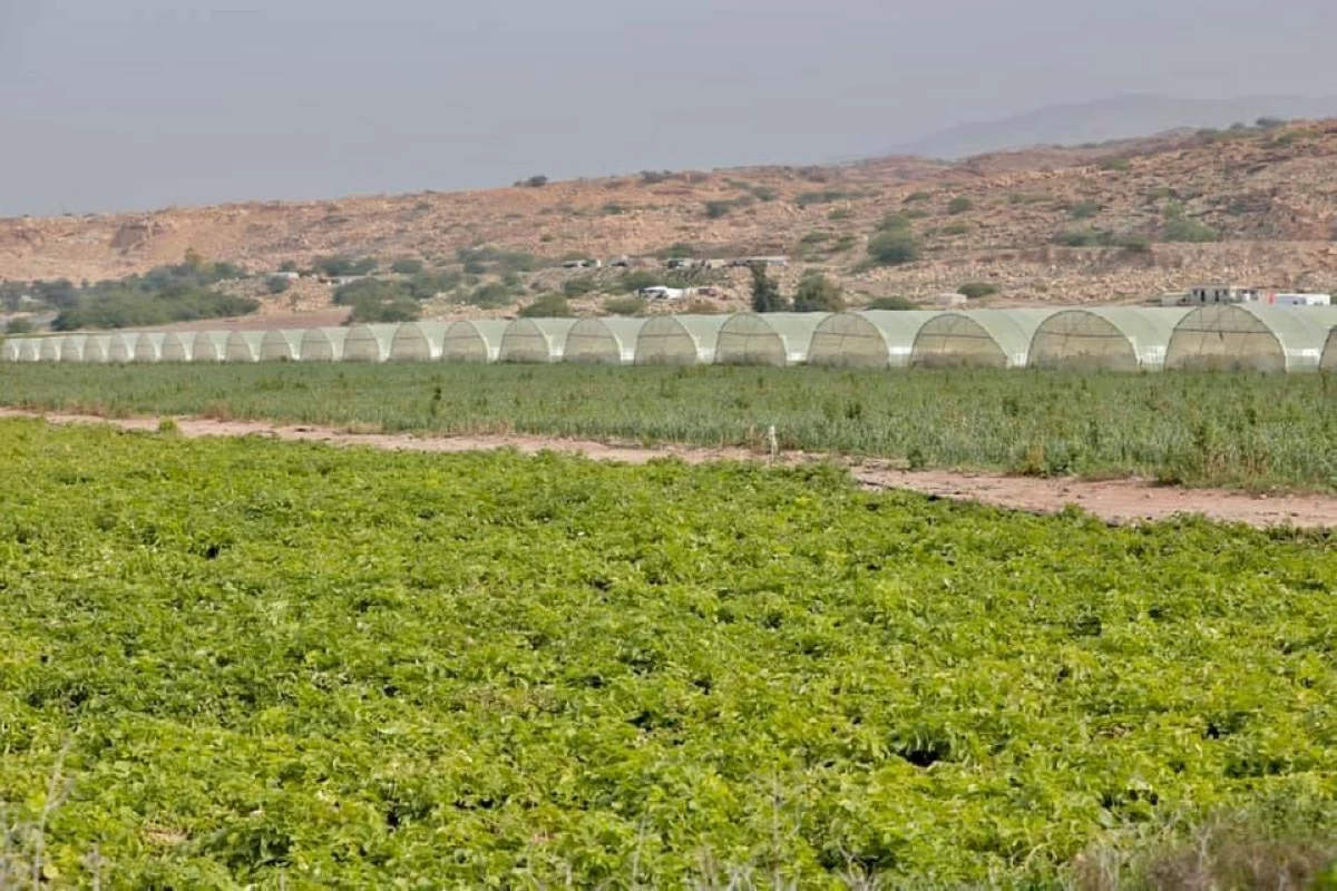 The Agricultural Credit Corporation says that its 2026 lending plan totals JD70 million, with lending activity reaching 35 per cent of the target by the end of May (Photo by Ahmad Khlifat)
