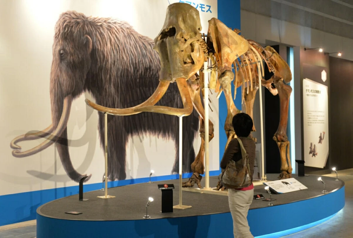 Woolly mammoths went extinct around 4,000 years ago, but one company claims it can resurrect the species (AFP photo)