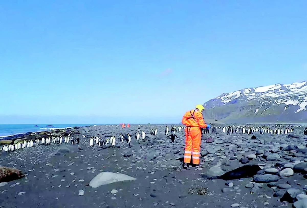 This undated handout photo released by the Australian Antarctic Division on Thursday, shows a wildlife team from the Australian Antarctic Programme assessing the site of a mass mortality of southern elephant seals on Heard Island (AFP photo)