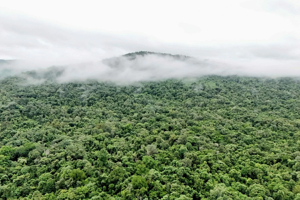 This aerial photo taken on June 10 shows the protected forest in the Central Cardamom Mountains in Koh Kong province (AFP photo)