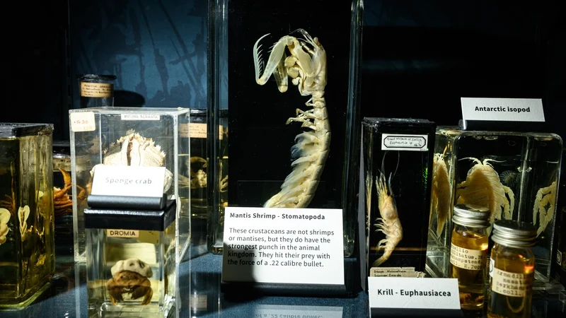 Staff at the Grant Museum of Zoology monitor temperatures inside display cases to prevent damage (AFP photo)