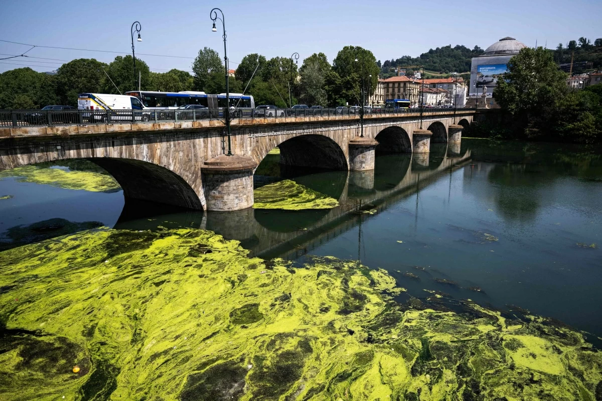The photo shows algae covering the surface of the Po River near Vittorio Emanuele I Bridge in Turin, north-western Italy, on Tuesday (AFP photo)