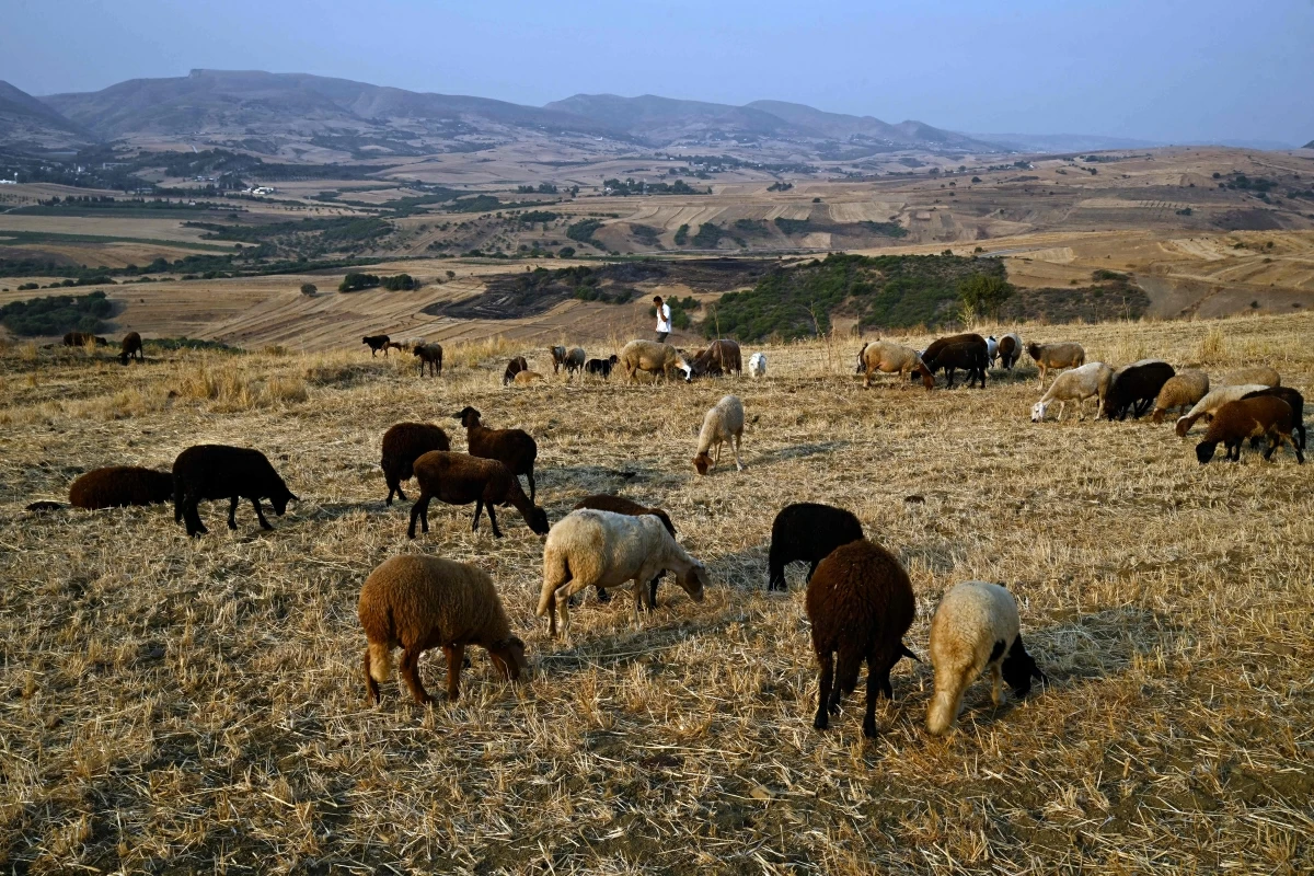 A shepherd watches over his flock of cattle on a hot day near Bizerte on July 21, 2026. Tunisia has been experiencing a heatwave for a week, with temperatures exceeding 48 degrees celsius as people endure the ordeal of daily water and electricity cuts (AFP photo)