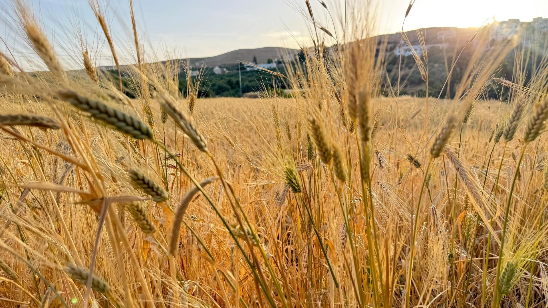 Favourable weather boosts Jordan’s 2026 cereal harvest prospects — FAO
