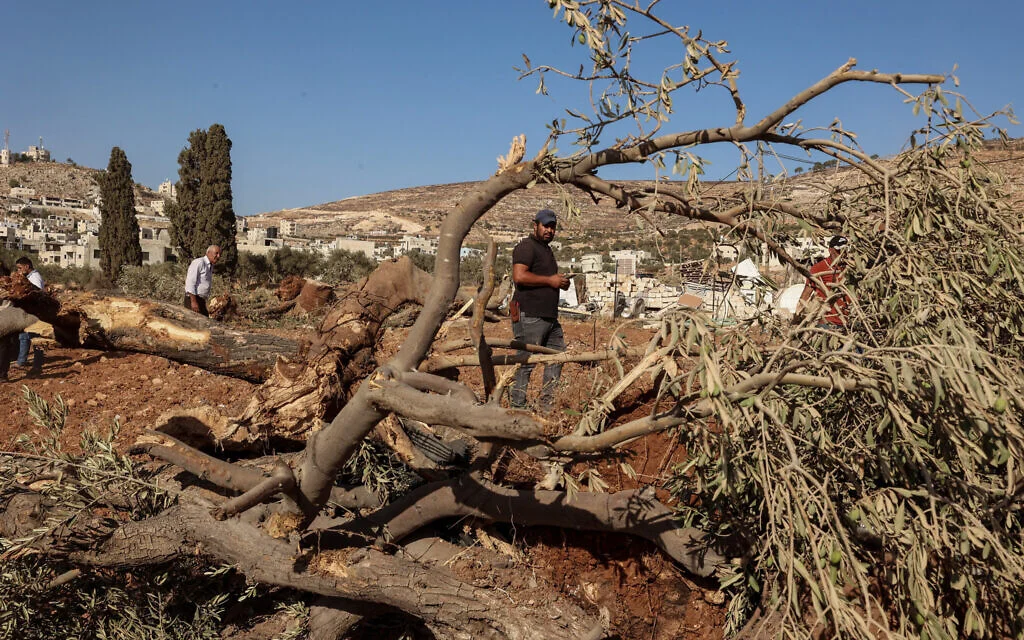 Uprooted before harvest: 2026 olive season under pressure as Palestinian farmers struggle to reach their lands