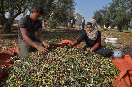 Olive tree cultivation - AZUD