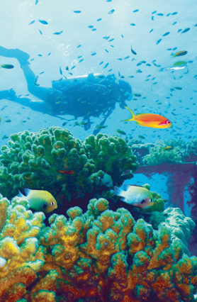 Withstanding climate change, Jordan's coral reefs struggle against