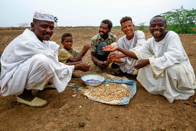 Sudan's prized gum trees ward off drought but workers wither