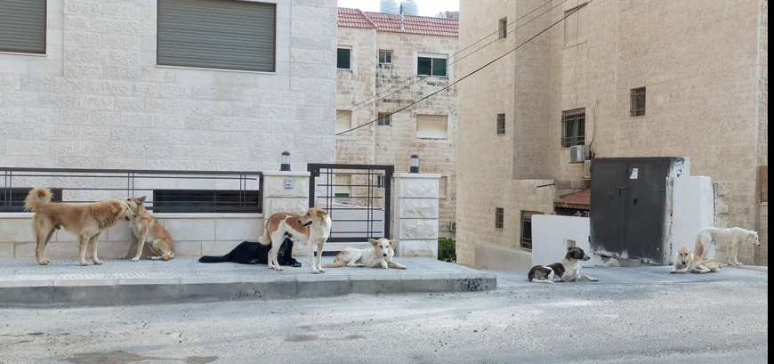 Calls rise to address stray dog menace in capital | Jordan Times