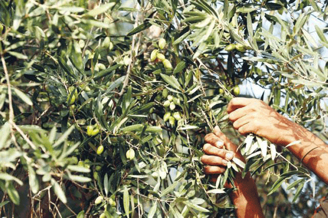 Olive tree cultivation - AZUD