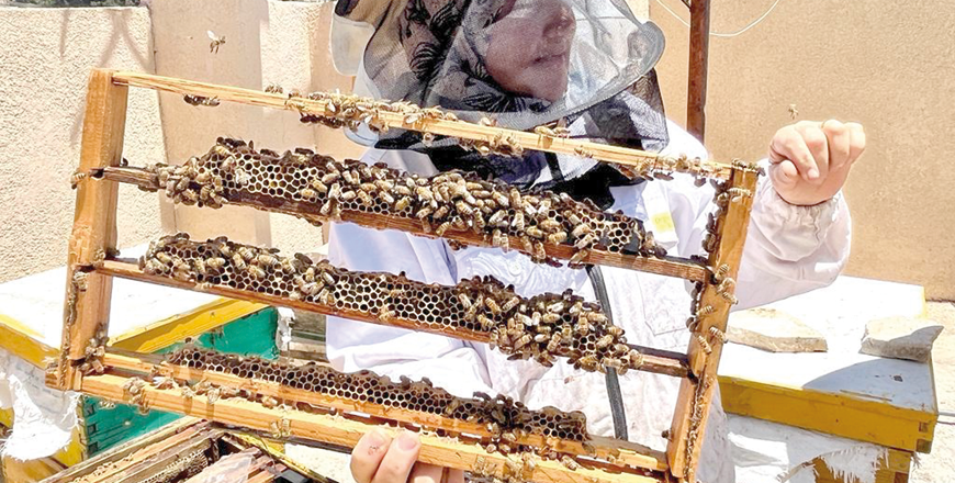 Busy bees: Lockdown gives Albanian beekeepers a 'golden year