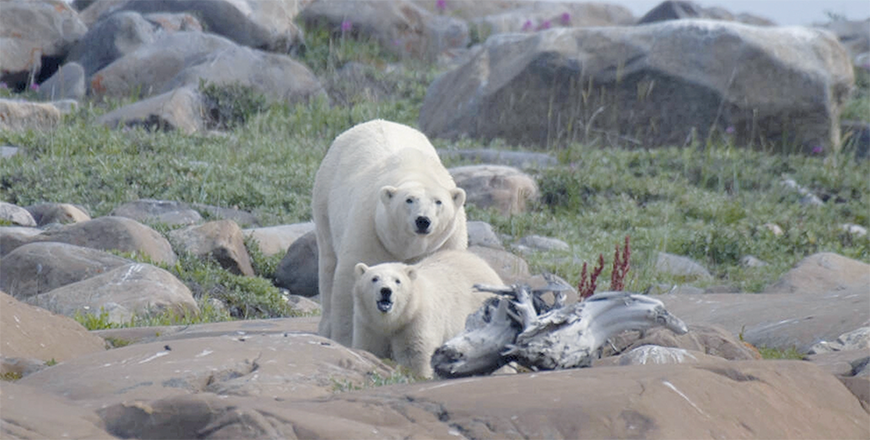 Canada's Hudson Bay a summer refuge for thousands of belugas