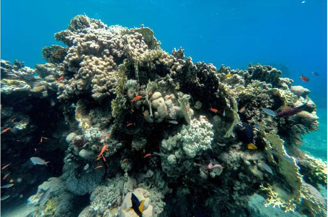 Coral Reefs at the Crossroads