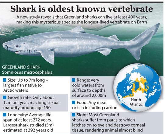 Greenland shark now oldest living animal with backbone | Jordan Times