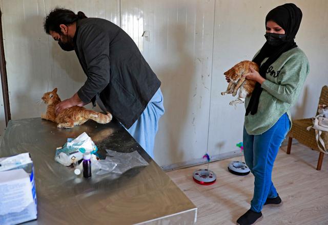 Stray animals find solace at Iraq animal shelter | Jordan Times