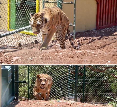 13 wild animals from war-torn Syria find refuge in Jerash animal shelter |  Jordan Times