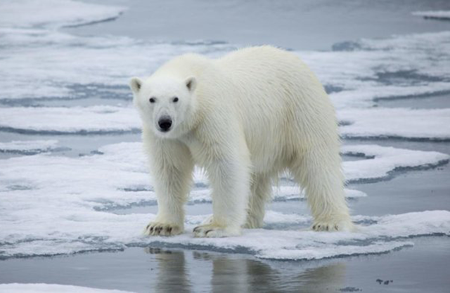 Receding Ice Leaves Canada’s Polar Bears At Rising Risk | Jordan Times