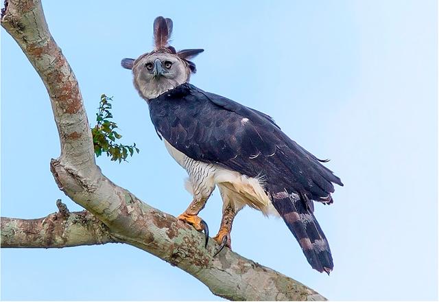 Harpy eagles may disappear as the  forest is cleared •