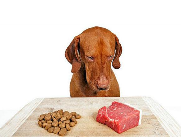 Raw meat pet food may be loaded with harmful bacteria Jordan Times