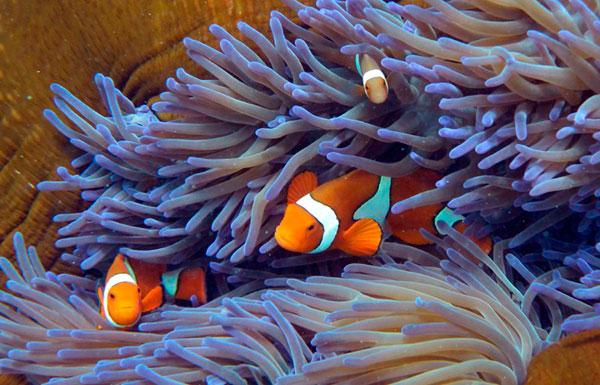 Withstanding climate change, Jordan's coral reefs struggle against human  impact