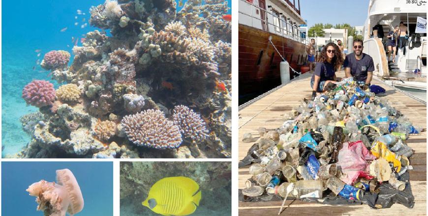 A Scuba Diver's Impact on a Coral Reef: learning to be  sustainable