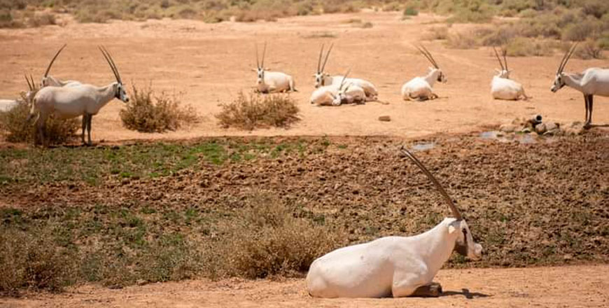 Facing extinction once, iconic Arabian Oryx is now breathing life into Jordanian desert