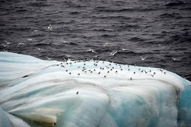Environmental groups have slammed the race for hydrocarbons and the increased presence of nuclear reactors in the already fragile Arctic (AFP photo)