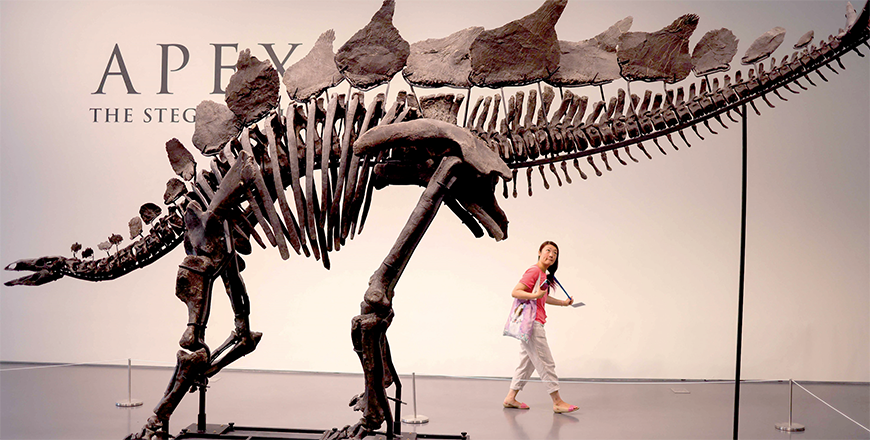 150 million-year-old fossil of Stegosaurus specimen is on display at Sotheby’s in New York on Wednesday (AFP photo)