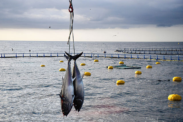 This file photo taken on July 9, 2021 shows two bluefin tuna fish extracted with a crane after being fished by divers in a purse seine at the Balfego fishing company's aquaculture facility on the open sea off the coast of L'Atmella de Mar. (AFP photo)