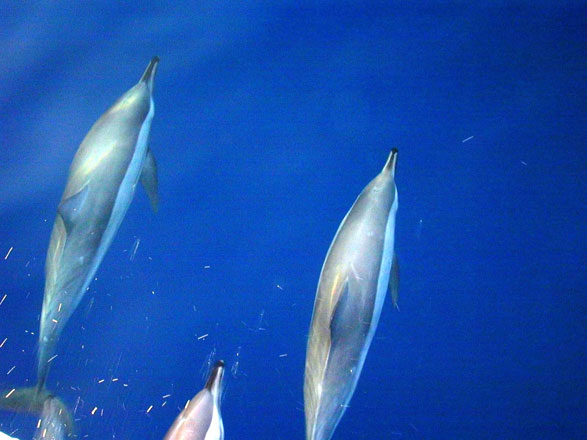 Dolphins are pictured swimming in Aqaba waters in this recent photo shared with The Jordan Times (Photo courtesy of Ehab Eid)