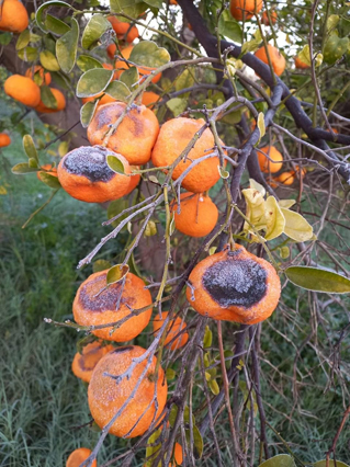 Heavy snow accumulation and frost caused extensive damage to farms in many parts of the Kingdom, according to the Farmers Union (Photo courtesy of Ayman Abu Kishek)