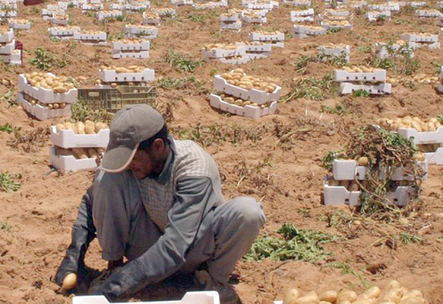 The Jordan Labour Watch in its report warned of unregulated work in the agricultural sector (File photo)
