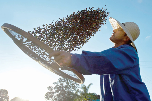 In this file photo taken on August 06, 2015, a worker dries organic coffee beans produced at the Fortaleza Environmental Farm in Mococa, some 300km northeast of Sao Paulo (AFP photo)