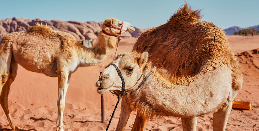 Camelids play a vital role in advancing the Sustainable Development Goals related to the fight against hunger, the eradication of poverty, the empowerment of women, and the sustainable use of terrestrial ecosystems (Photos courtesy of Nizar Haddad)