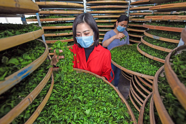 This photo taken on Monday shows farmers checking ginkgo leaves used to make ginkgo biloba tea, at a tea field in Linyi in China's eastern Shandong province  (AFP photo)