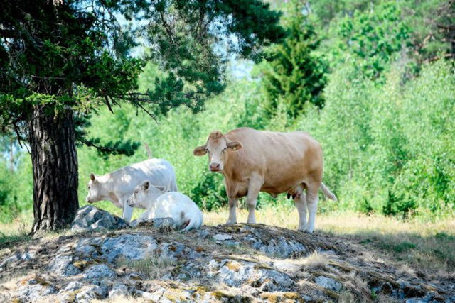 Cattle taking shelter in Malmkoping, central Sweden  (AFP file photo)