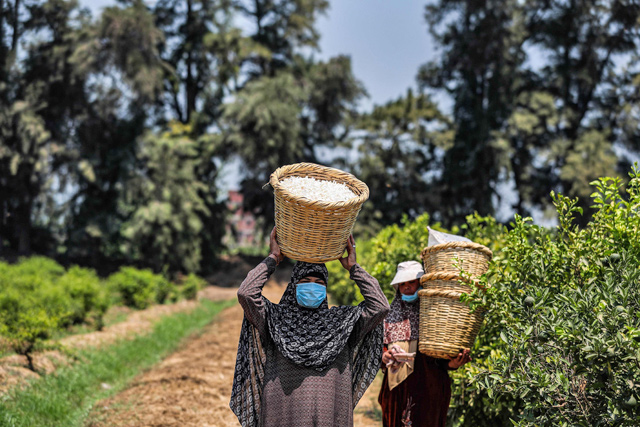 A worker, mask-clad due to the COVID-19 coronavirus pandemic, holds on her head a wicker basket filled with harvested jasmine flowers in a field at the village of Shubra Beloula in Egypt's northern Nile delta province of Gharbiya, on July 23  (AFP photo)