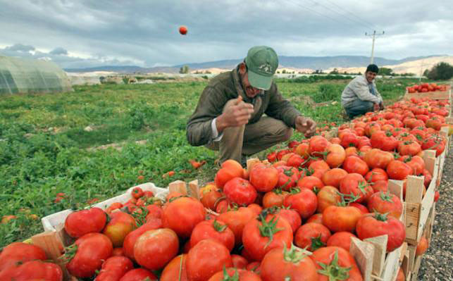Alongside challenges in competing with cheap Syrian produce, Jordanian farmers still face a number of challenges in the local market, including  production and transportation costs, according to the Jordan Valley Farmers Union (File photo)