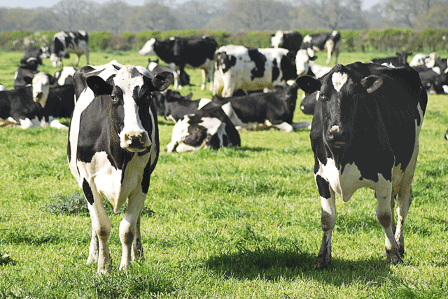 Representative image. The Agriculture Ministry announced that it was closing livestock barns in the governorates for 14 days after detecting a new strain of the foot-and-mouth disease, Al Mamlaka TV reported (Photo courtesy of unsplash/Monika Kubala)